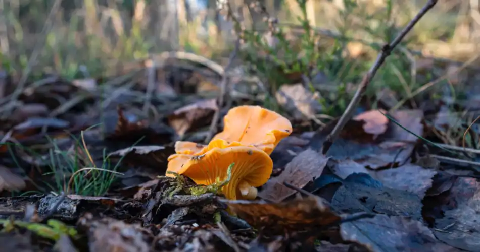 Gratis eten uit de natuur - cantharellen 950x500