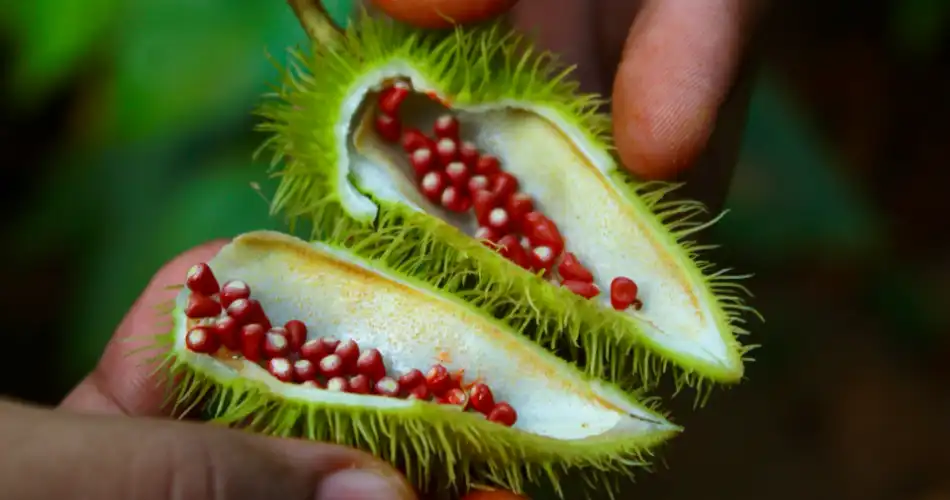 Welke specerijen horen bij de Antilliaanse keuken - Ruku 950x500
